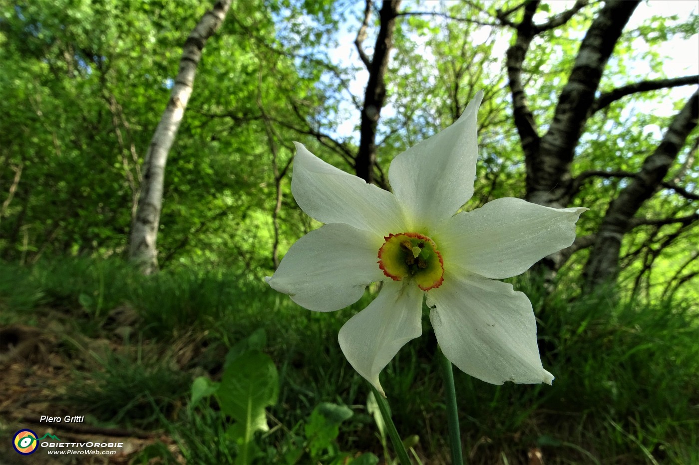 35  Primo annuncio della sfilata dei narcisi.JPG